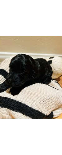 Vineyard Labradoodle Puppies For Sale